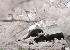 桜花爛漫