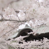 桜花爛漫