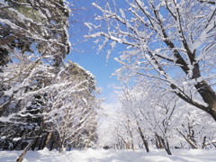 異雪樹が生み出すもの