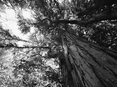 Monochrome forest