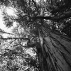 Monochrome forest