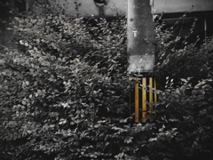Telephone Pole Tiger