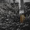 Telephone Pole Tiger