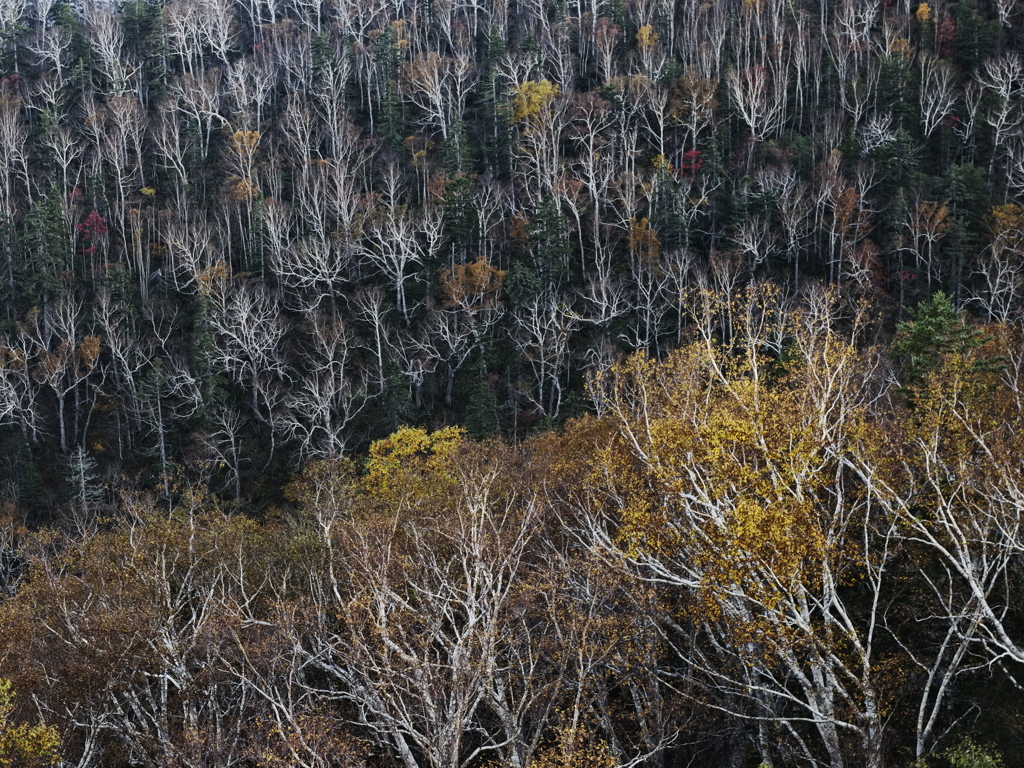 Deadtree Cluster
