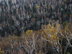 Deadtree Cluster
