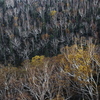 Deadtree Cluster