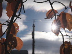 Little Leaf Window