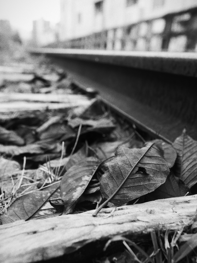 Railroad fallen leaves