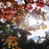 Autumn irradiation