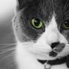 Green eyes
