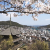 天寧寺三重塔 桜空ノ図