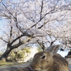 さくらうさぎ