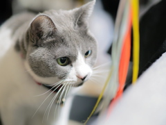 じゃらされキャット