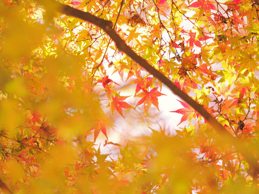 カーテンコール