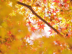 カーテンコール