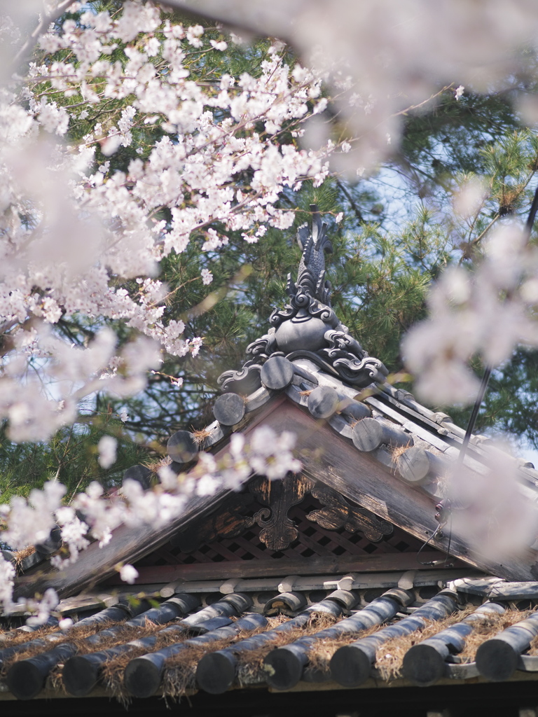 桜幕かきわけて