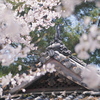 桜幕かきわけて