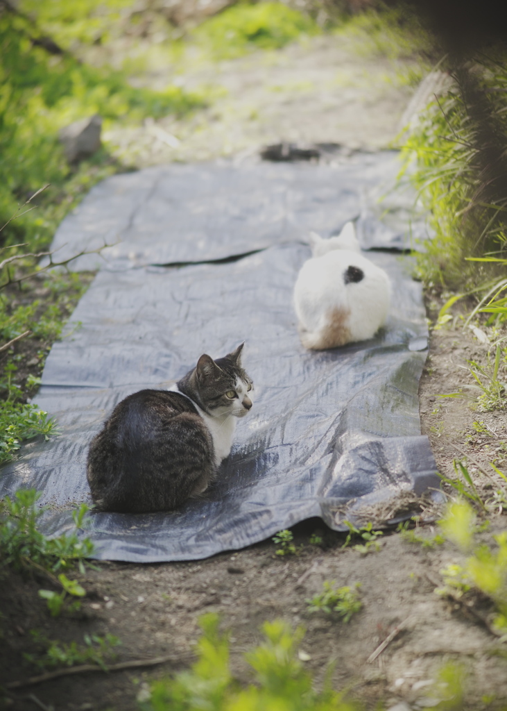 もっふりキャッツ