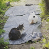 もっふりキャッツ