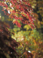 scarlet drops