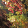 scarlet drops
