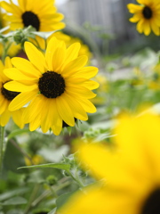 Sunflower in the city