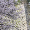 城跡に咲く