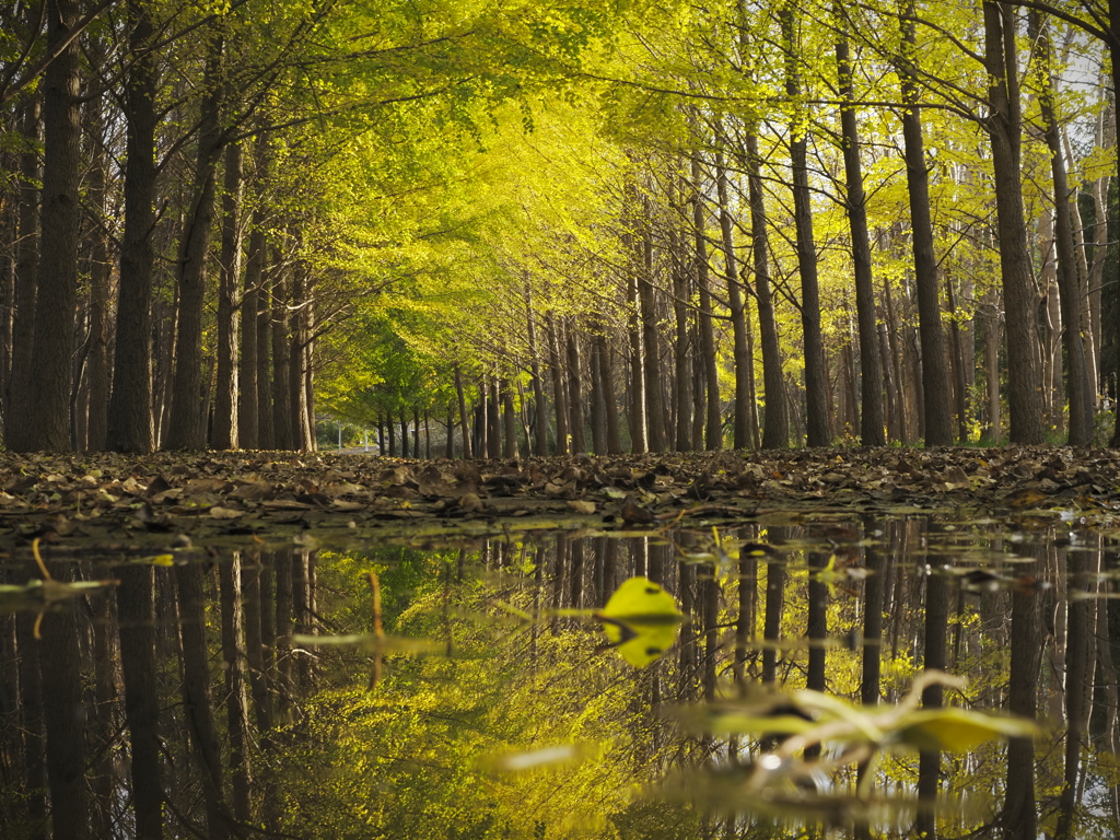 Reflection Ginkgo-tree