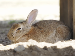 のんびりラビット