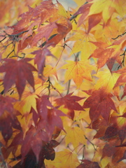 晩秋のメッセージカード