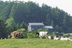 Grazing.MooMoo...