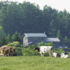 Grazing.MooMoo...