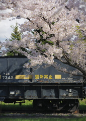 桜幕引きのセキ
