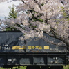 桜幕引きのセキ