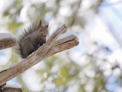 エゾリー心は冬の空