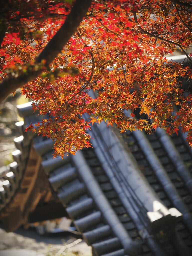 趣のコントラスト