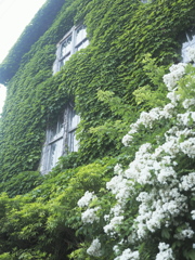 Green Ivy Wall
