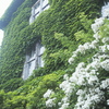 Green Ivy Wall