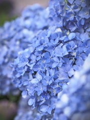  Hydrangea Wave