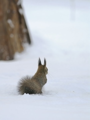 エゾリーは後ろ姿も反則