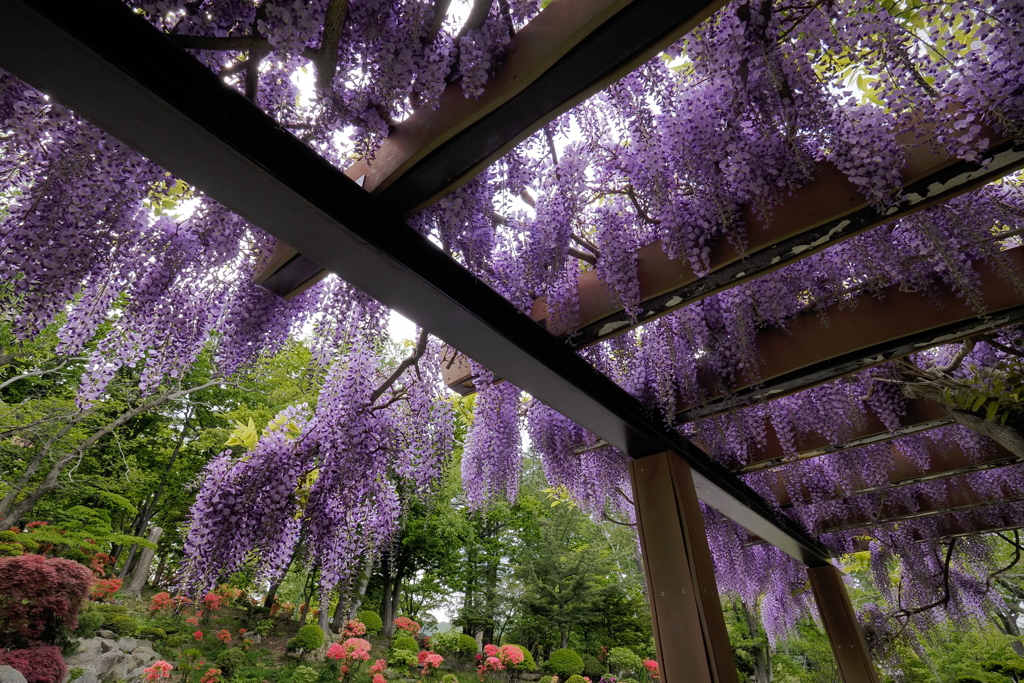 Under the deep purple