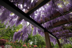 Under the deep purple