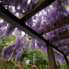 Under the deep purple