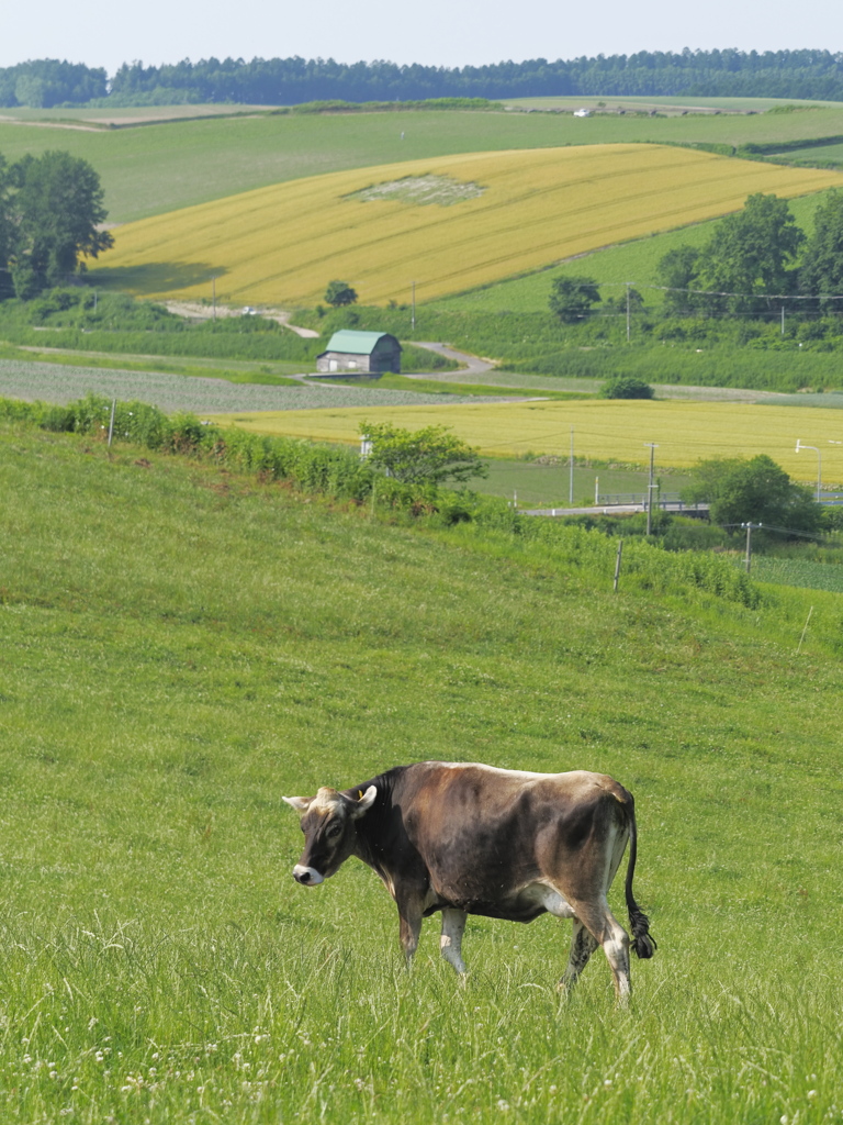 Patchwork.Moo
