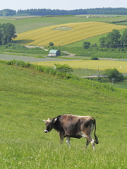 Patchwork.Moo