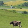 Patchwork.Moo