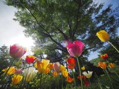 vibrant！