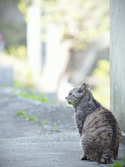 横顔