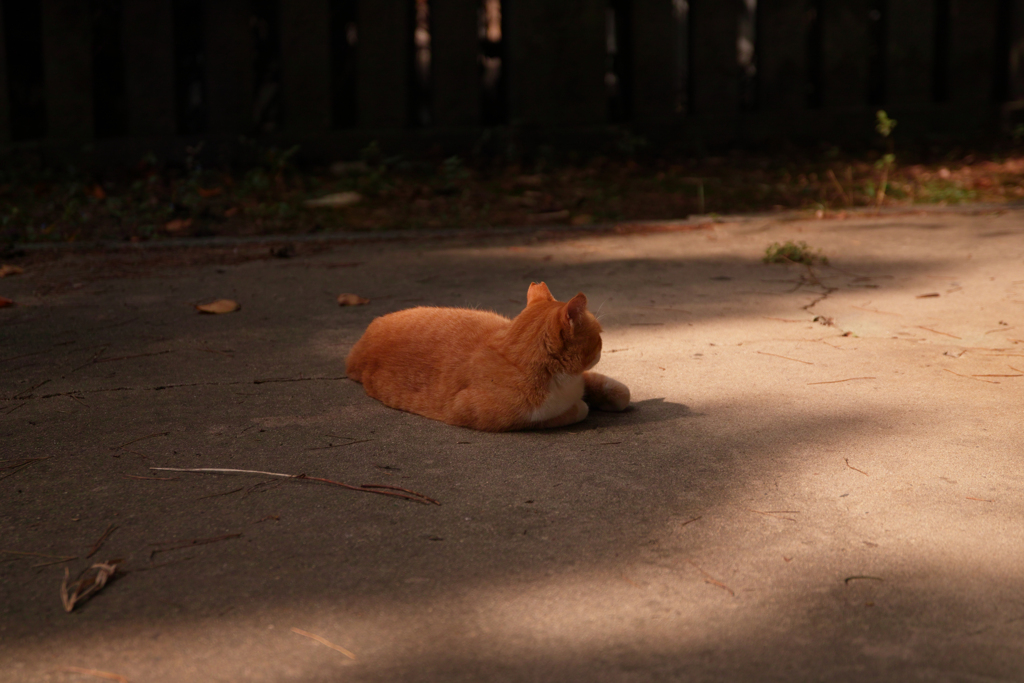 Photo_011