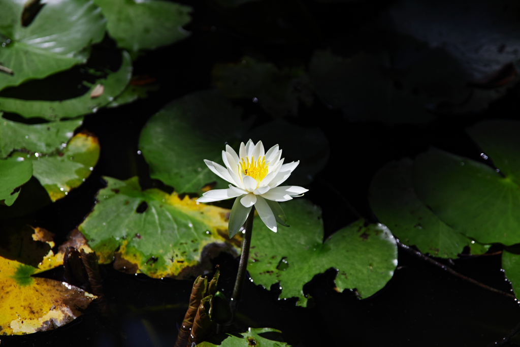 Photo_005